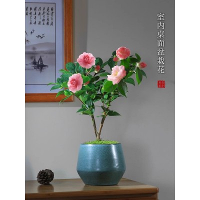 茶花香妃山茶花盆栽带花苞花卉植物客厅室内带花苞庭院好养茶树苗图3