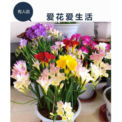 进口香雪兰种球重瓣小苍兰四季开花好养活观花卉盆栽鲜花植物种子图5