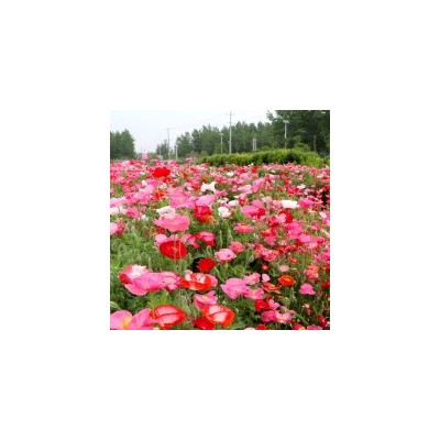 虞美人种子冰岛红色混色重瓣 春播秋播低矮多年生耐寒花卉花海图5