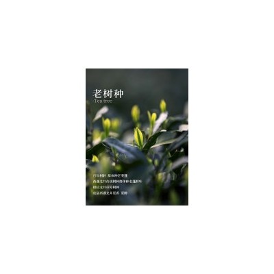 【新茶】帅印杭州西湖龙井茶叶礼盒装头采首春明前特级150g图5