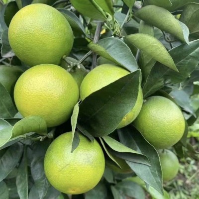 云南冰糖橙 单果120g约2.5kg/箱图4