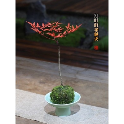 火焰南天竹盆栽红叶植物室内好养耐阴水培苔玉球绿植四季常青花卉图3