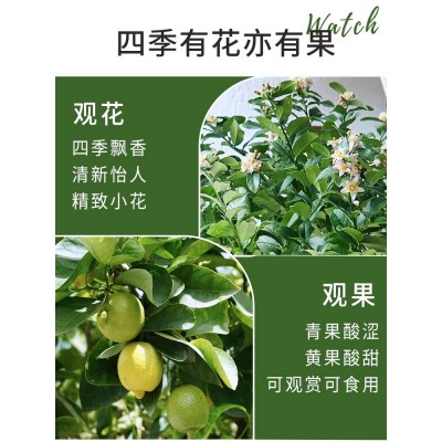 香水柠檬树盆栽客厅室内花卉绿植好养四季花果可食用阳台大型植物图3