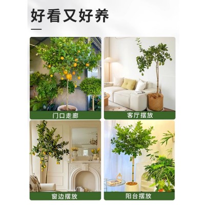 香水柠檬树盆栽客厅室内花卉绿植好养四季花果可食用阳台大型植物图4