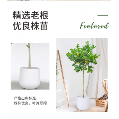 香水柠檬树盆栽客厅室内花卉绿植好养四季花果可食用阳台大型植物图5