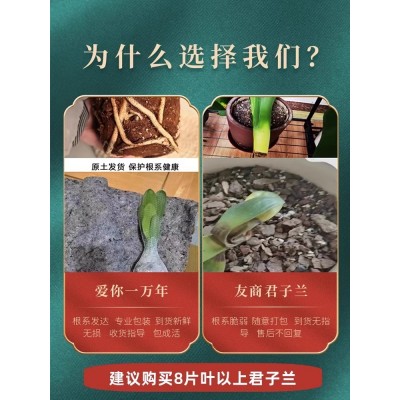 四季君子兰盆栽带花苞老苗大小苗花卉植物室内花绿植好养圆头和尚图4