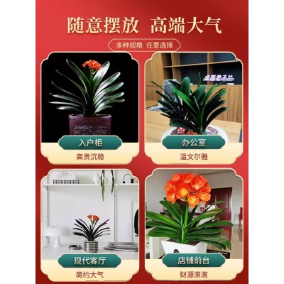 四季君子兰盆栽带花苞老苗大小苗花卉植物室内花绿植好养圆头和尚图5