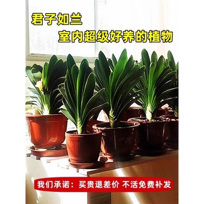 四季君子兰盆栽带花苞老苗大小苗花卉植物室内花绿植好养圆头和尚图3
