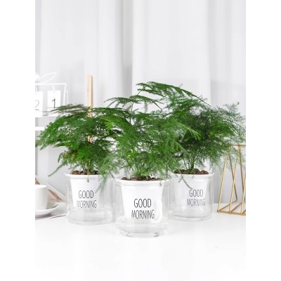 文竹盆栽盆景植物室内水培植物花客厅桌面办公室绿植好养卧室甲醛图4