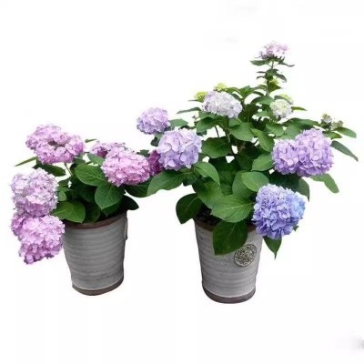 绣球花苗植物无尽夏好养的花四季盆栽花卉室内客厅阳台品种庭院图4