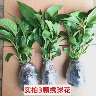 绣球花苗植物无尽夏好养的花四季盆栽花卉室内客厅阳台品种庭院图3