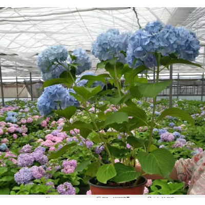 绣球花苗植物无尽夏好养的花四季盆栽花卉室内客厅阳台品种庭院图5