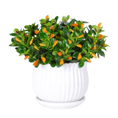 金鱼吊兰盆栽四季观花植物金鱼花室内客厅观花植物豆瓣绿四季常青图5