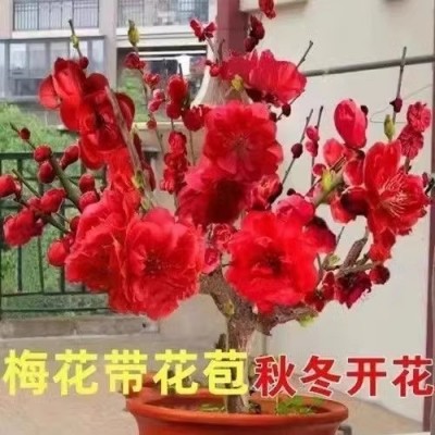 【带花苞腊梅】耐寒抗冻浓香型四季梅花盆栽老桩绿植红梅绿梅大花图2