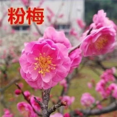 【带花苞腊梅】耐寒抗冻浓香型四季梅花盆栽老桩绿植红梅绿梅大花图3