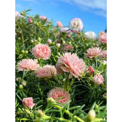 太阳花重瓣苗枝条盆栽混色大花带根带花苞室内花卉绿植好活易养图2
