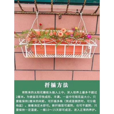 太阳花重瓣苗枝条盆栽混色大花带根带花苞室内花卉绿植好活易养图5