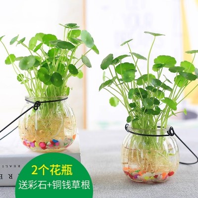 9.9元2盆水培铜钱草植物盆栽四季好养室内办公室水养绿植花卉盆景图3