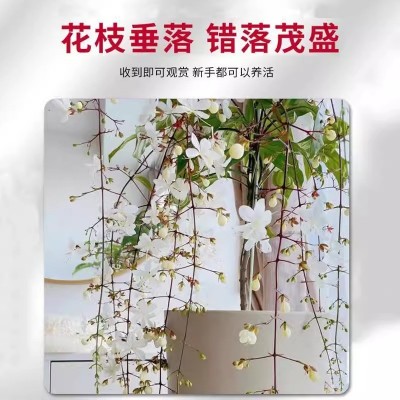 垂丝茉莉花盆栽带花苞小绿植室内四季开花卉泰国垂吊植物大苗图2