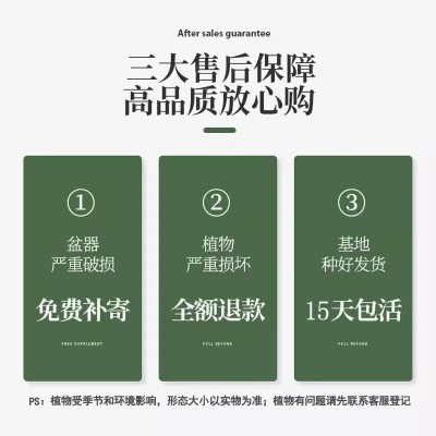 垂丝茉莉花盆栽带花苞小绿植室内四季开花卉泰国垂吊植物大苗图3