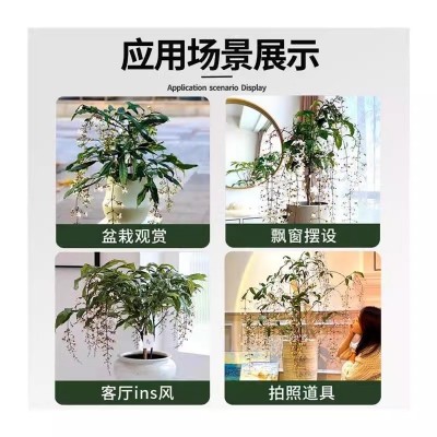 垂丝茉莉花盆栽带花苞小绿植室内四季开花卉泰国垂吊植物大苗图5