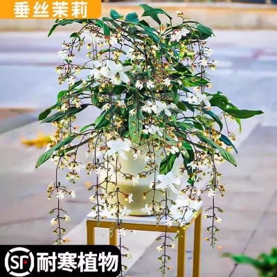 垂丝茉莉花盆栽带花苞小绿植室内四季开花卉泰国垂吊植物大苗图4