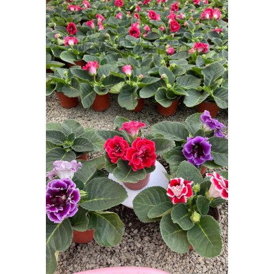 重瓣大岩桐盆栽带花苞富贵芙蓉花阳台客厅办公室四季开花好养易活图4