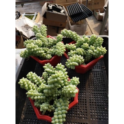 玉坠 多肉植物新玉缀 玉帘 新玉坠 新玉串 景天科多肉植物小盆栽图2