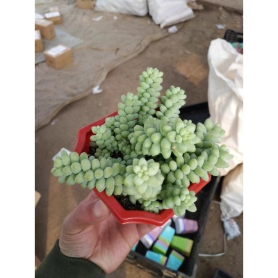 玉坠 多肉植物新玉缀 玉帘 新玉坠 新玉串 景天科多肉植物小盆栽图4