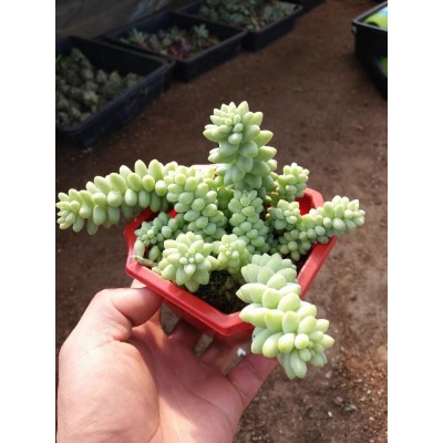 玉坠 多肉植物新玉缀 玉帘 新玉坠 新玉串 景天科多肉植物小盆栽图5