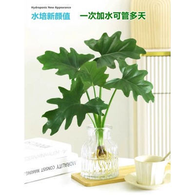水培春羽盆栽办公室内吸甲醛客厅花卉水养大叶绿萝好养春雨绿植物图3