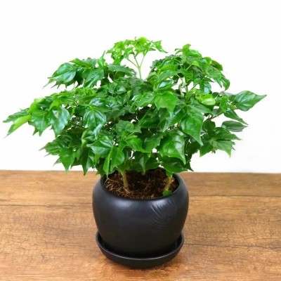 幸福树盆栽桌面绿植植物四季常青办公室内好养盆景净化空气吸甲醛图2