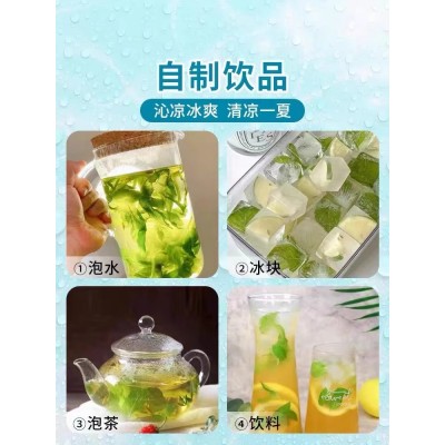 薄荷盆栽水培薄荷叶新鲜可食用迷迭香驱蚊植物室内绿植花卉柠檬草图3