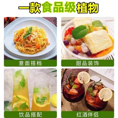 薄荷盆栽水培薄荷叶新鲜可食用迷迭香驱蚊植物室内绿植花卉柠檬草图5