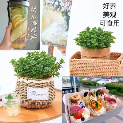 薄荷盆栽水培薄荷叶新鲜可食用迷迭香驱蚊植物室内绿植花卉柠檬草图4