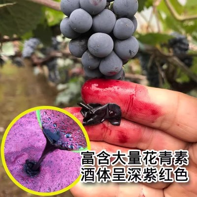 5斤桶装 甜红葡萄酒 山葡萄酒 农家自酿原汁自制2.5L*2瓶女士甜酒国产红酒图5