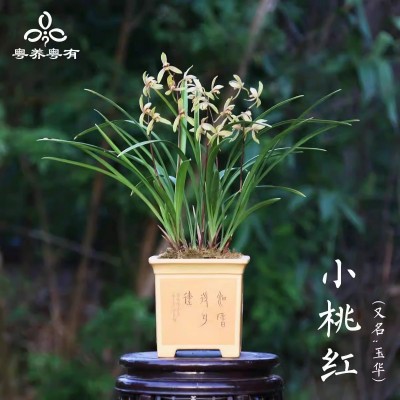 建兰小桃红锦旗系列兰花四季浓香翁源室内盆栽花卉品种大全老种图2