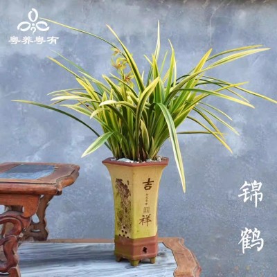 建兰小桃红锦旗系列兰花四季浓香翁源室内盆栽花卉品种大全老种图4