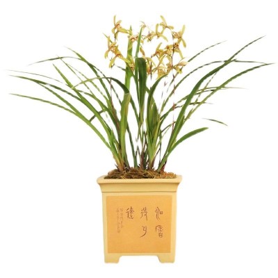 建兰小桃红锦旗系列兰花四季浓香翁源室内盆栽花卉品种大全老种图5