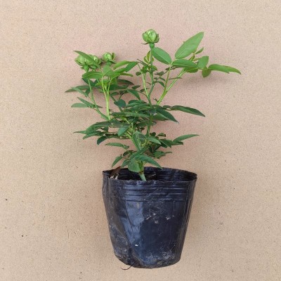 月季花卉大全盆栽新品绿植蔷薇攀爬植物庭院阳台窗台客厅室内耐寒图2
