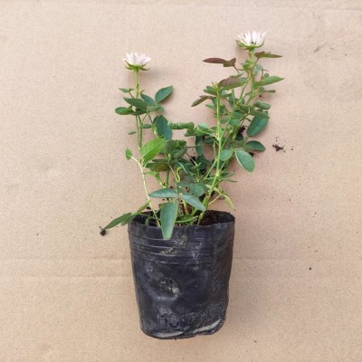 月季花卉大全盆栽新品绿植蔷薇攀爬植物庭院阳台窗台客厅室内耐寒图3