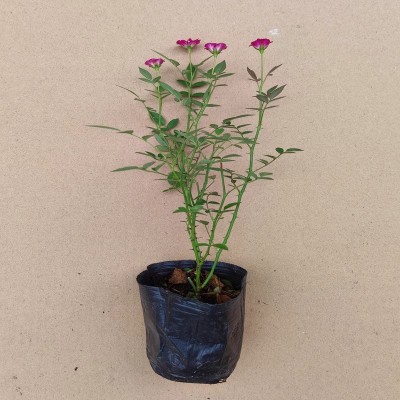 月季花卉大全盆栽新品绿植蔷薇攀爬植物庭院阳台窗台客厅室内耐寒图4