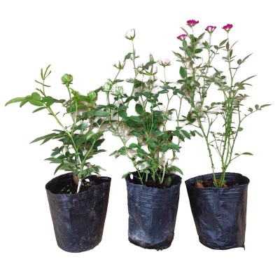 月季花卉大全盆栽新品绿植蔷薇攀爬植物庭院阳台窗台客厅室内耐寒图5