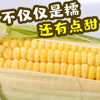 七河源黄糯玉米1.8kg/袋图4