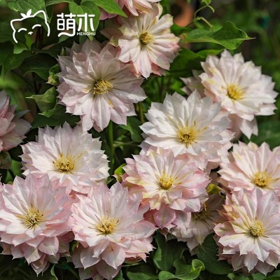 北京园艺铁线莲大苗爬藤植物乌托邦银币铃铛盆栽花卉植物大全家养图3
