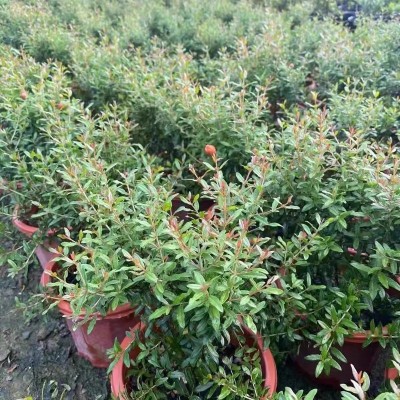 四季开花红石榴花卉大全带花带果家庭客厅阳台造型盆景镇宅石榴树图3