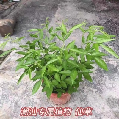 四季开花红石榴花卉大全带花带果家庭客厅阳台造型盆景镇宅石榴树图2