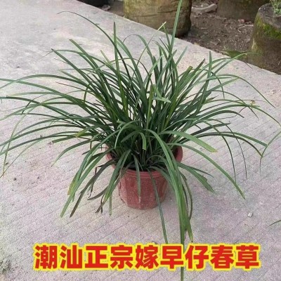 四季开花红石榴花卉大全带花带果家庭客厅阳台造型盆景镇宅石榴树图4