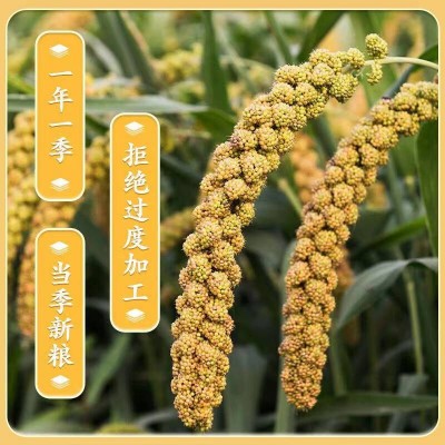柴火大院黄小米2kg/袋图5
