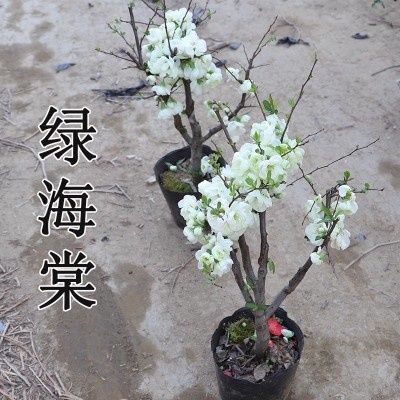 山东老王 重掰绿海棠银长寿海棠花盆栽花卉绿宝石带花苞对版真苗图2
